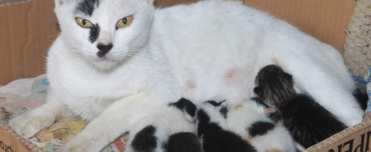 Poród u kota: wszystko, co musisz wiedzieć