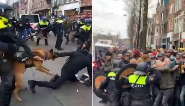 Policyjny pies zaatakował protestującego