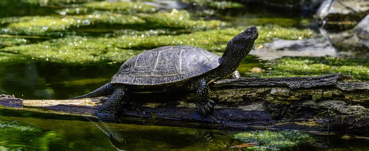 Żółw błotny – rzadki i jedyny żółw występujący w Polsce