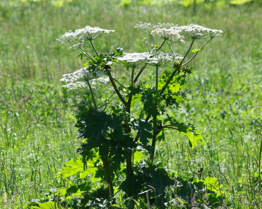 Barszcz Sosnowskiego ma duże, białe kwiaty i grubą łodygę