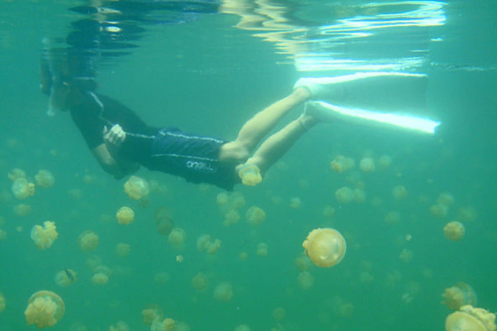 Turyści w Palau mogą pływać w Jeziorze Meduz
