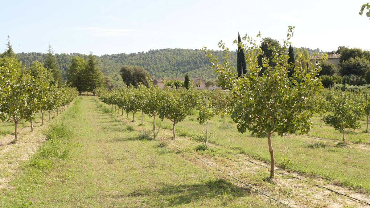 Pistazienanbau