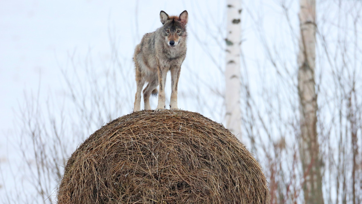 Wolf auf Heuballen