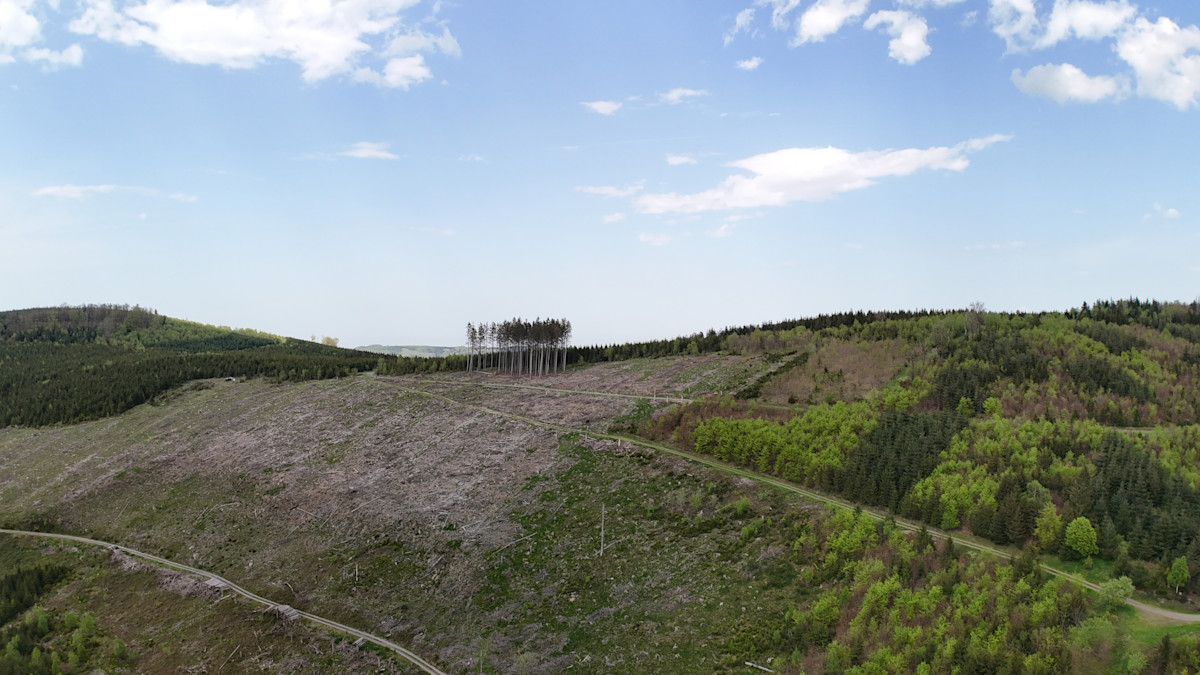 AE-2025-08-06-Waldumbau