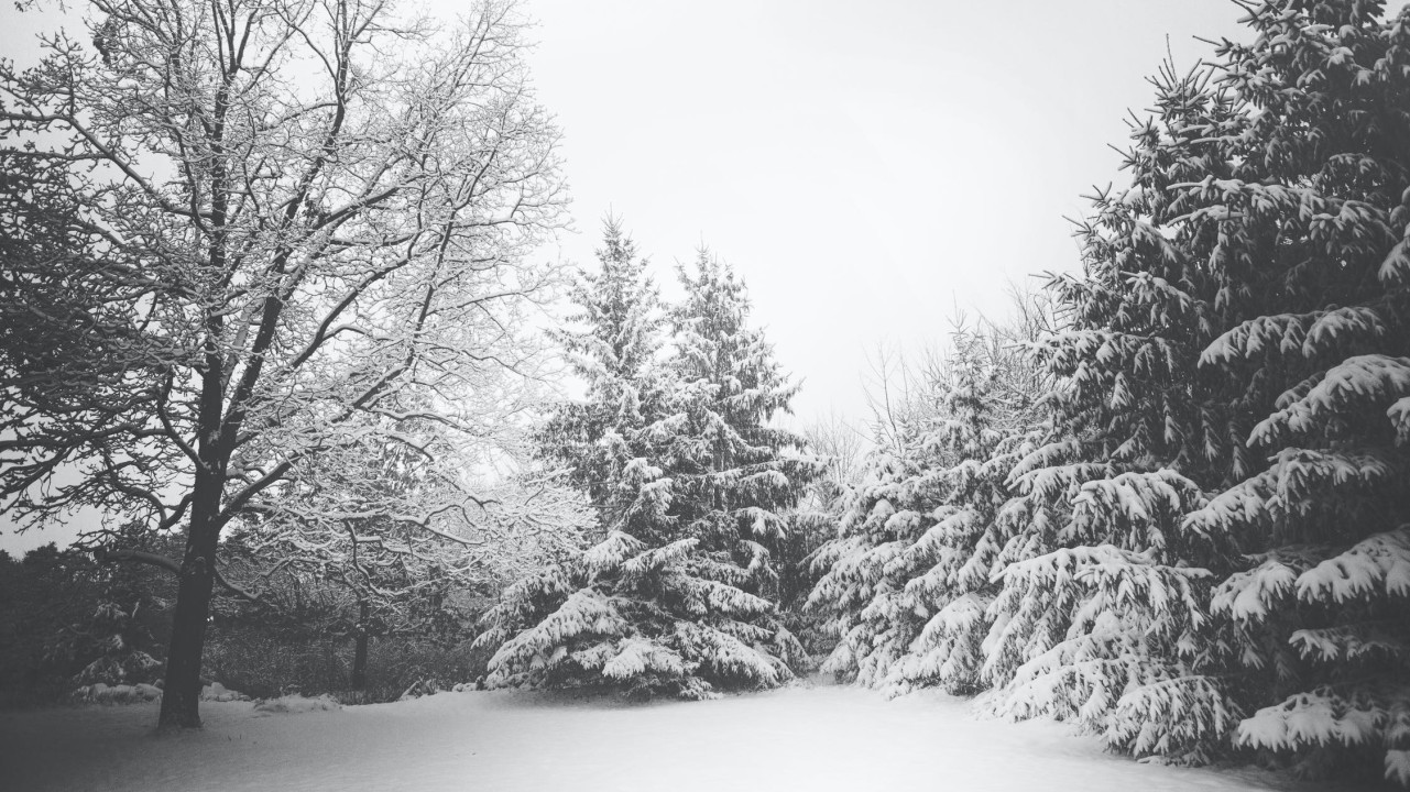 snow-landscape-trees-winter.jpg