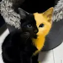 Bicat logo