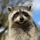 First Convicted RACCON logo