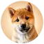 MEEKO logo