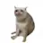 Cash Cat logo