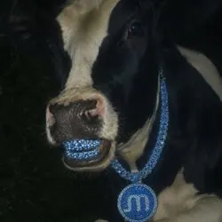 Memory cow Moo logo