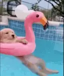 doginpool logo