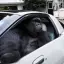 Gorilla in a Coupe (gorillainacoupe.com) logo