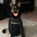 CZ's Abandoned Dog Perry logo