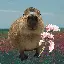 capybara logo
