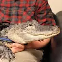 Emotional Support Alligator logo