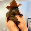 Justice for Pnut and Fred logo