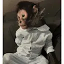 Monkey Taken By Police logo