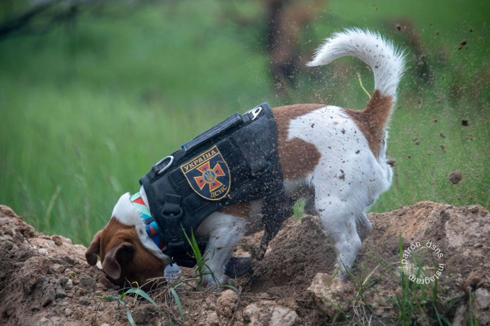 The dog Patron is searching for the explosive materials. Photo instagram.com/patron_dsns