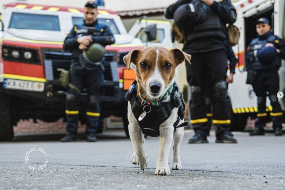The dog Patron on duty. Photo instagram.com/patron_dsns