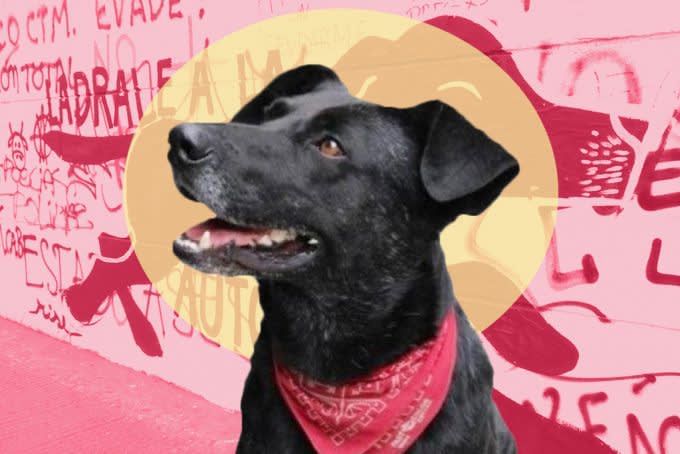 A black dog Bebe with a red bandana on a pink background.
