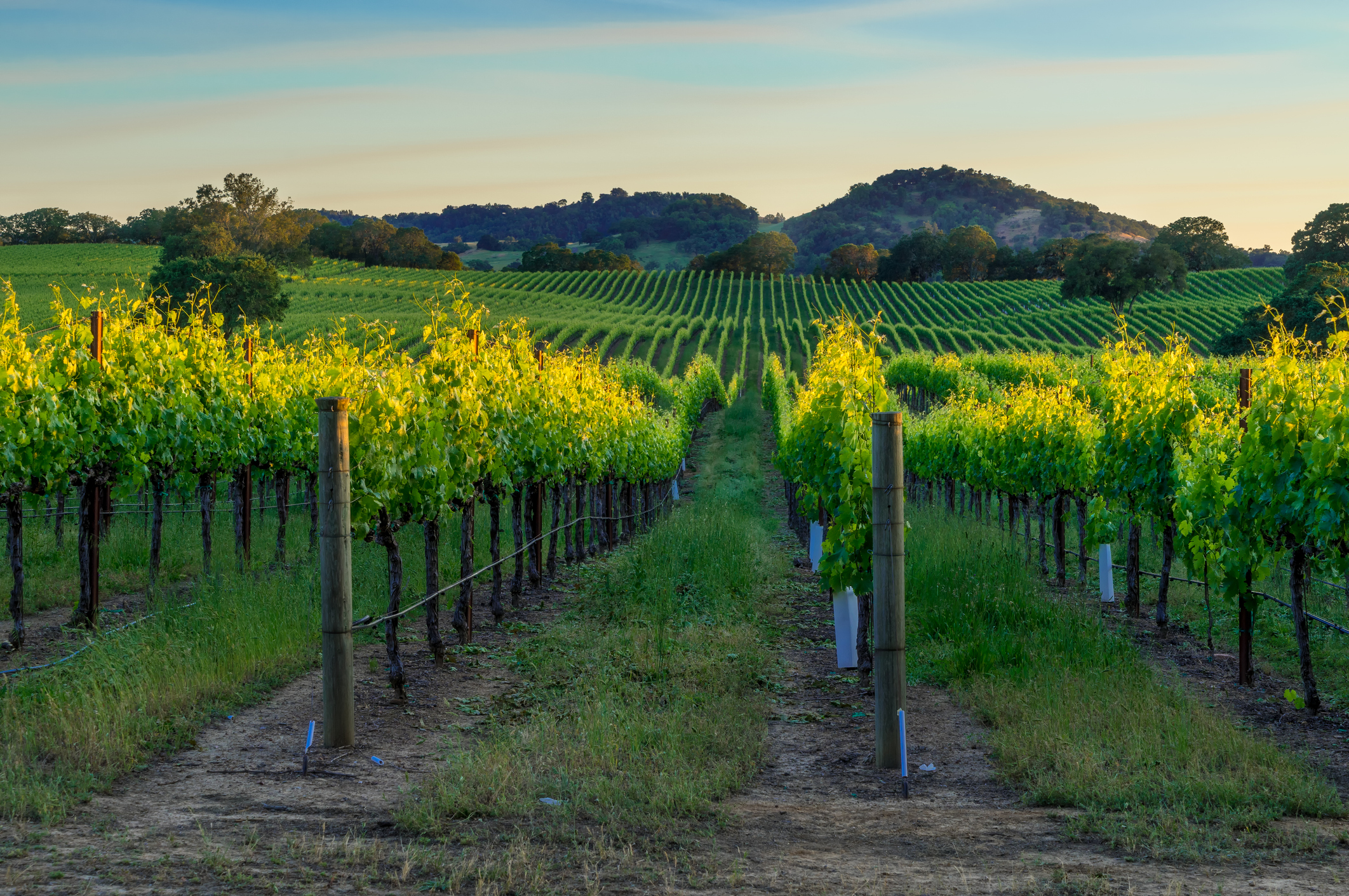 Sonoma