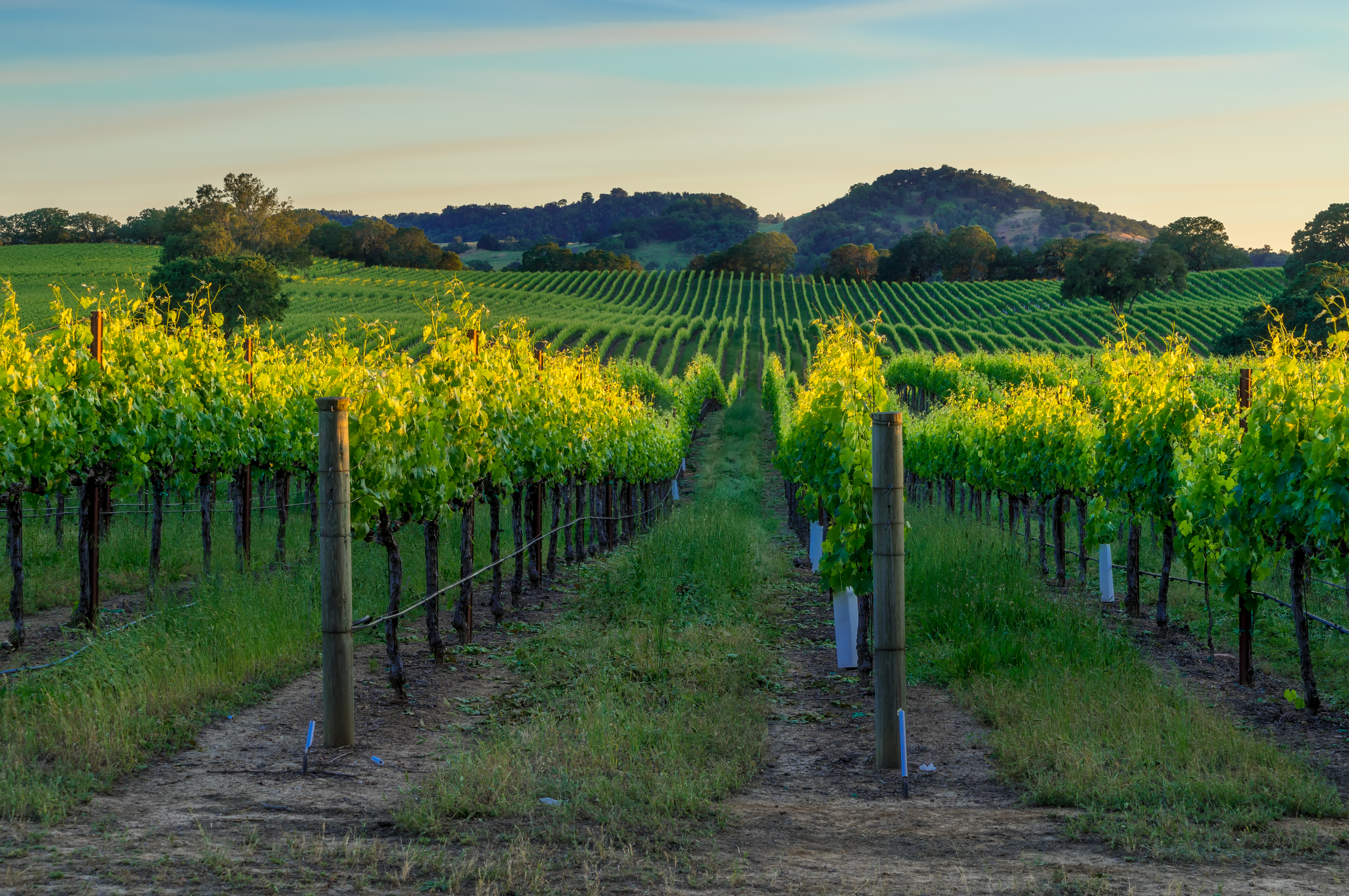 Napa Valley vineyard