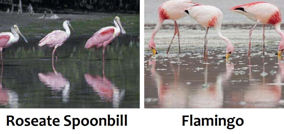 flamingo spoonbill