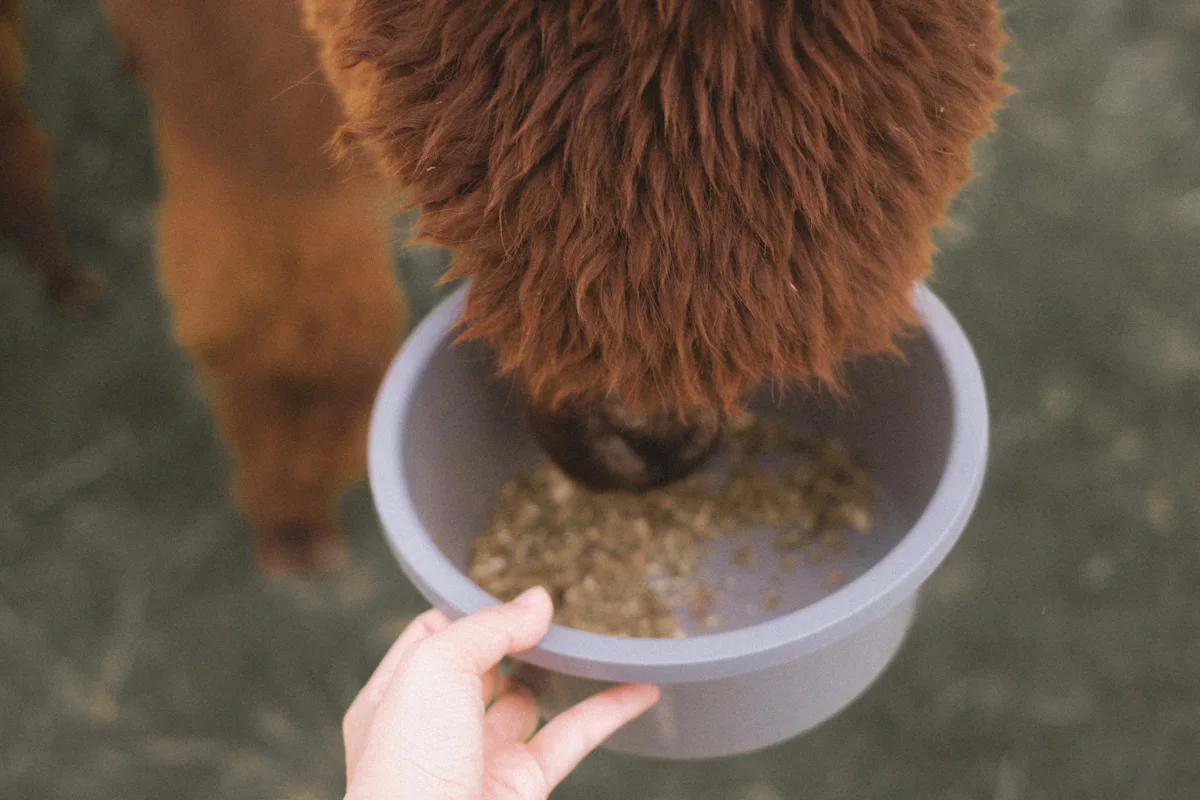 Feeding alpacas