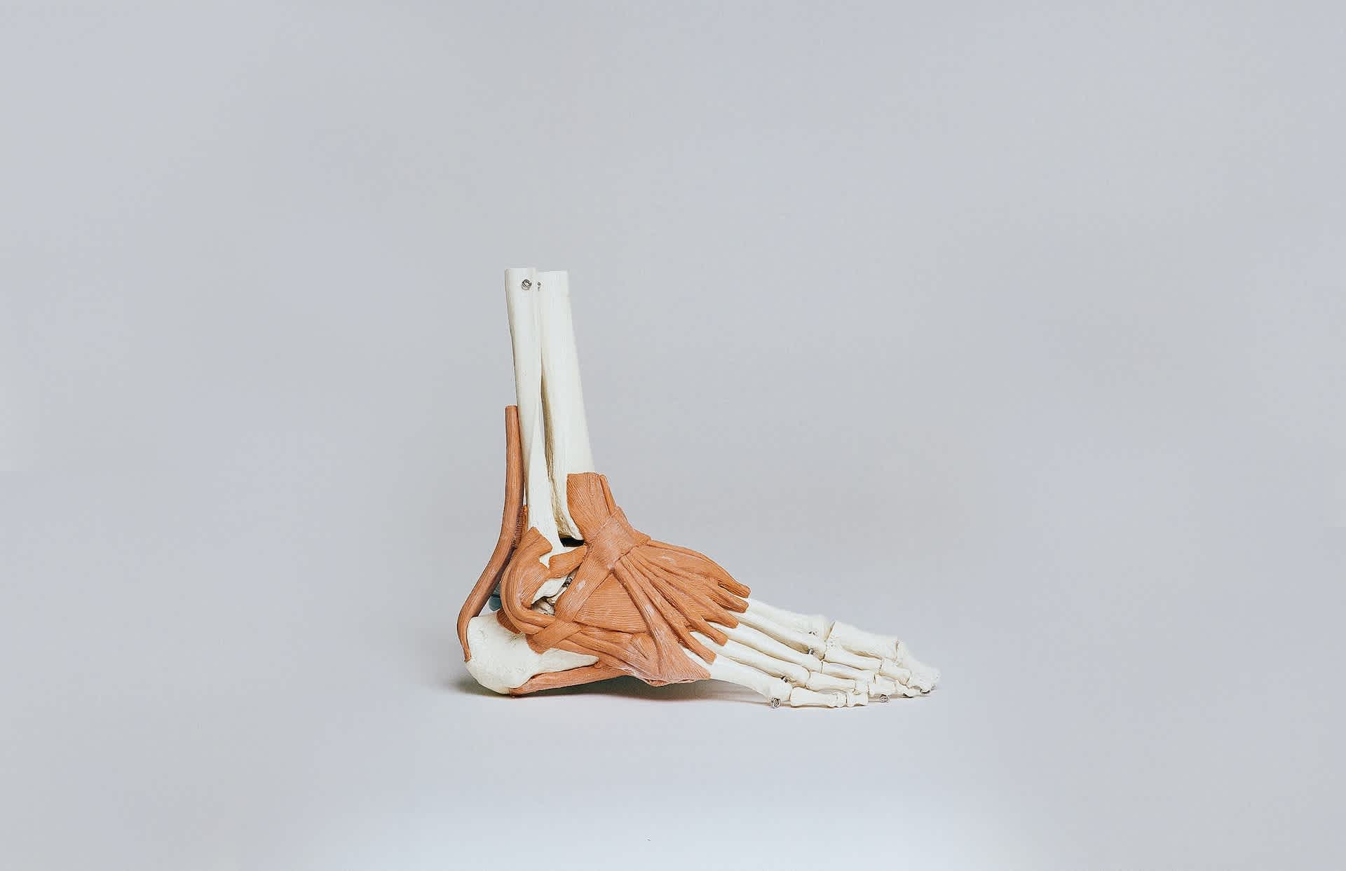 Musculoskeletal diagram of a foot