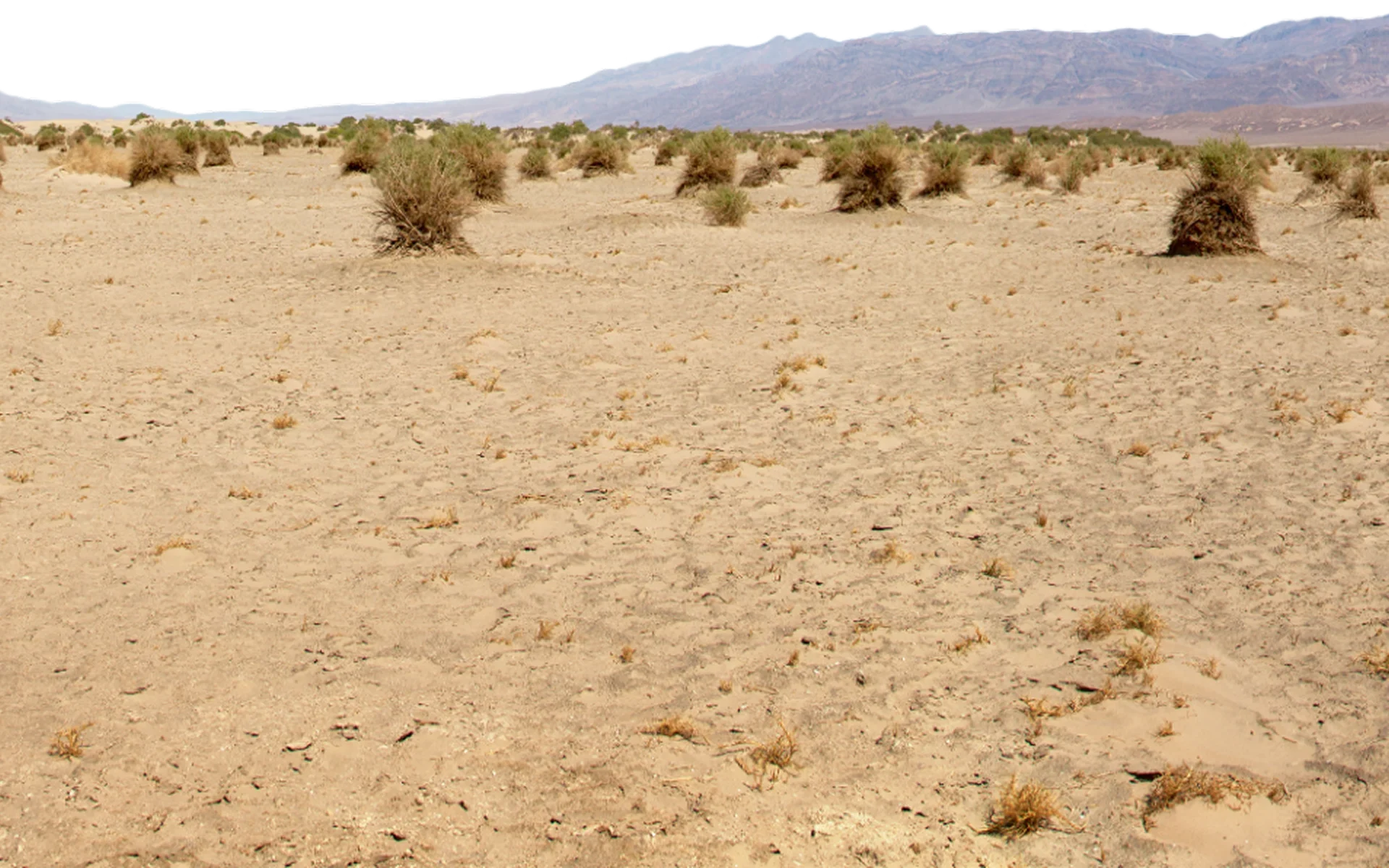 Desert