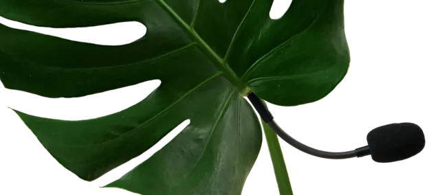 Monstera