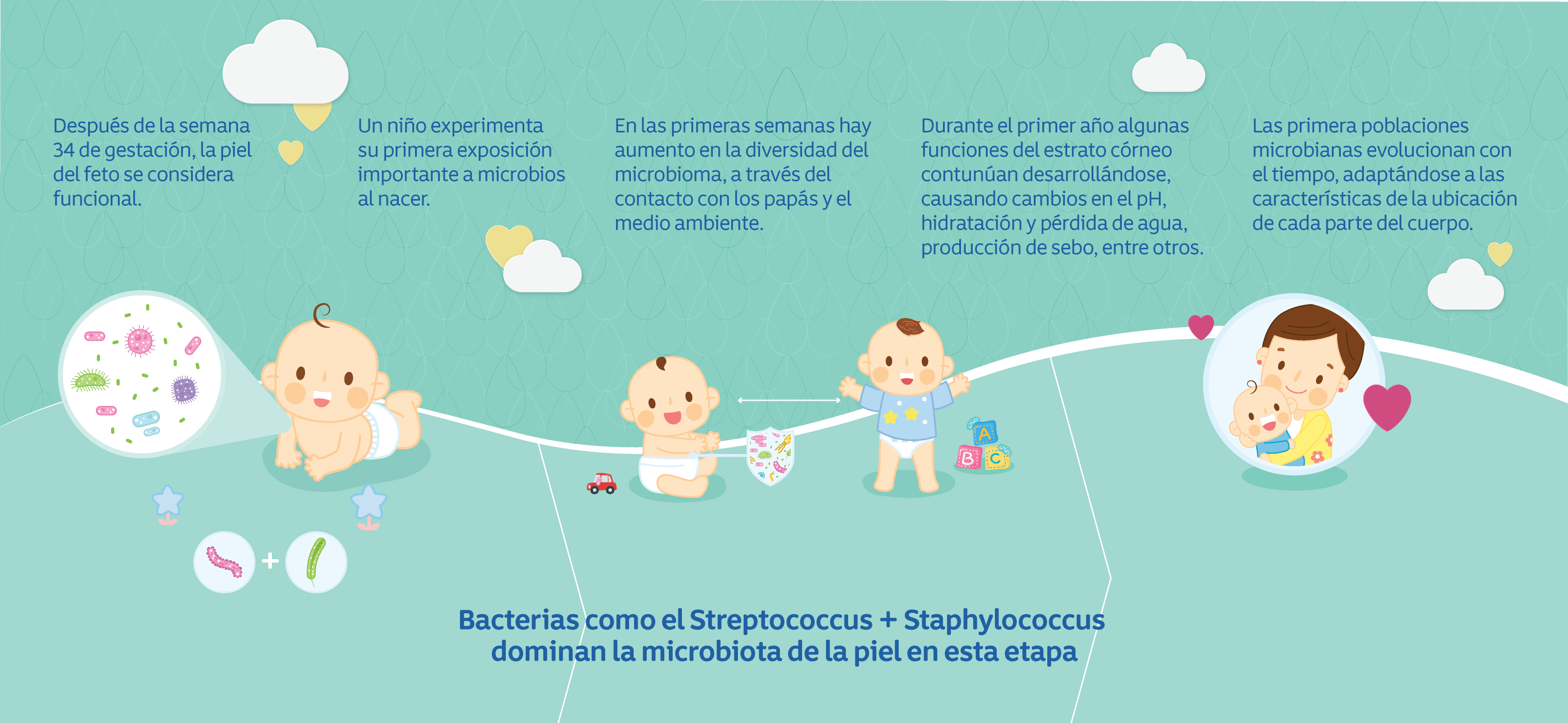 Imagen con desarrollo del microbioma de la piel