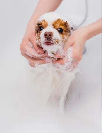 25% de dto. en baños para perros