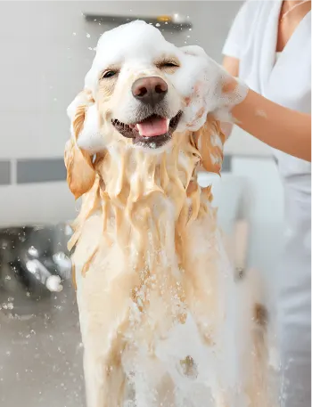 30% de dto. en servicios para tu mascota