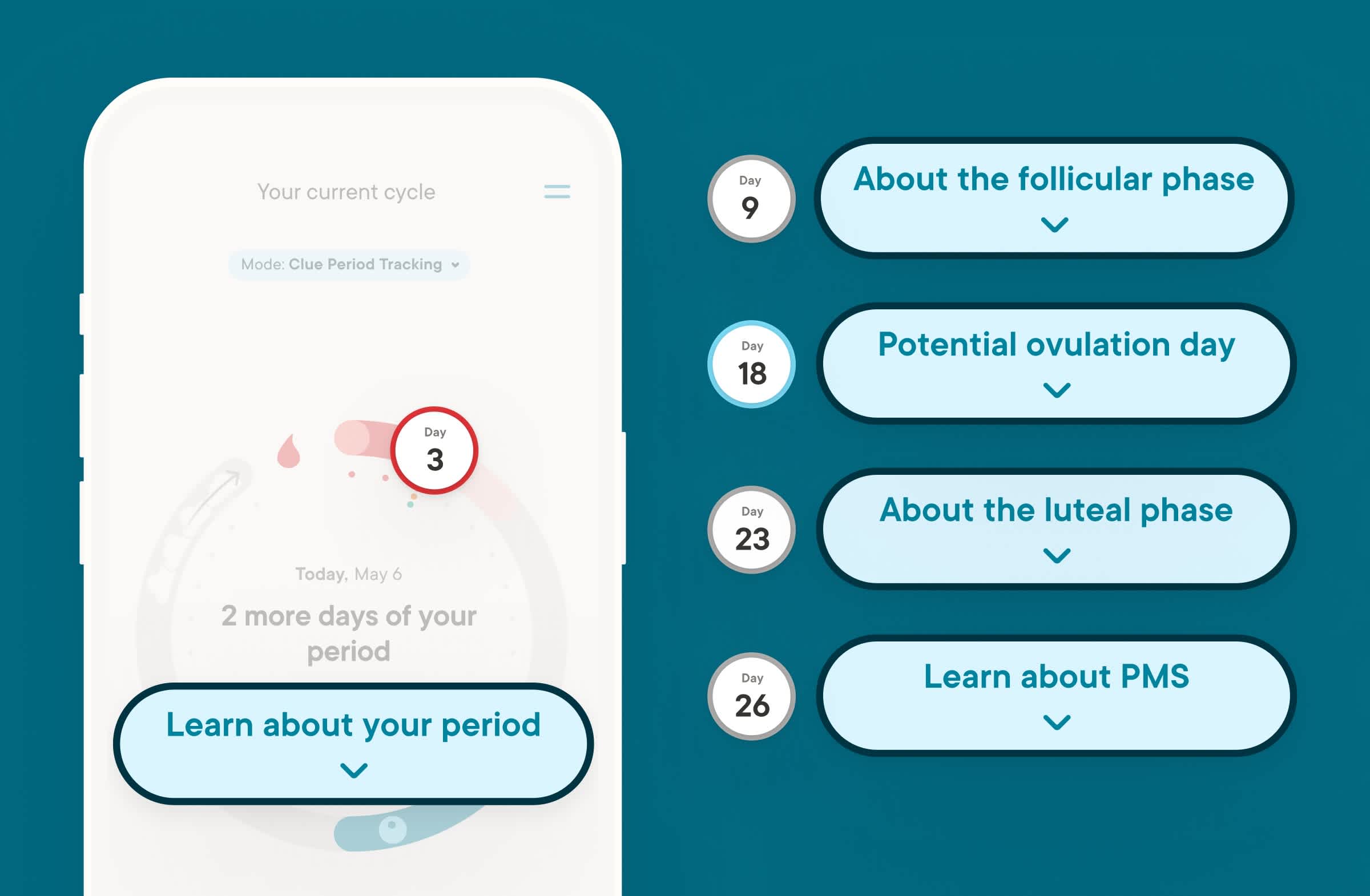 Clue app cycle phases