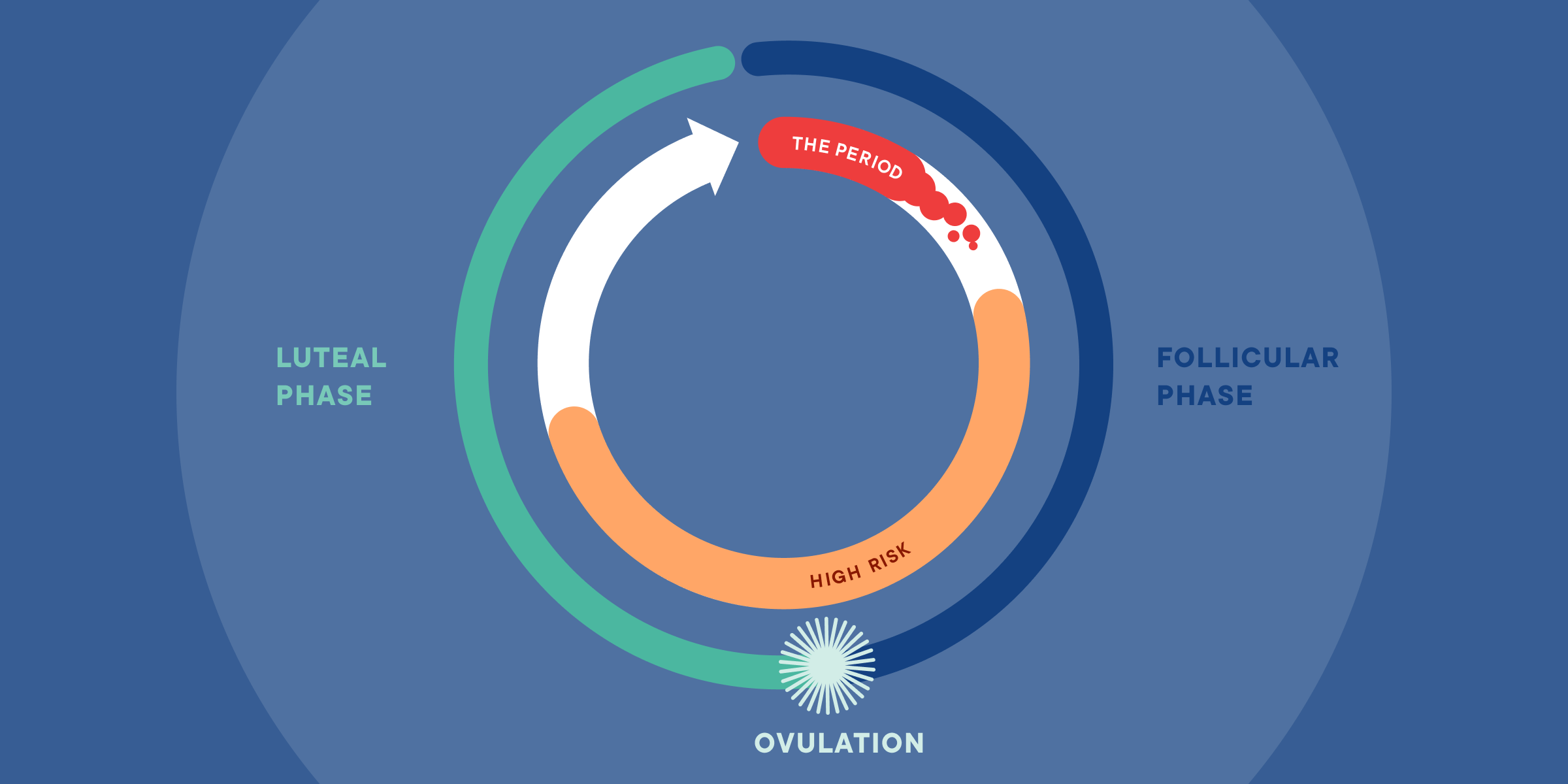 Image of the phases of the menstrual cycle