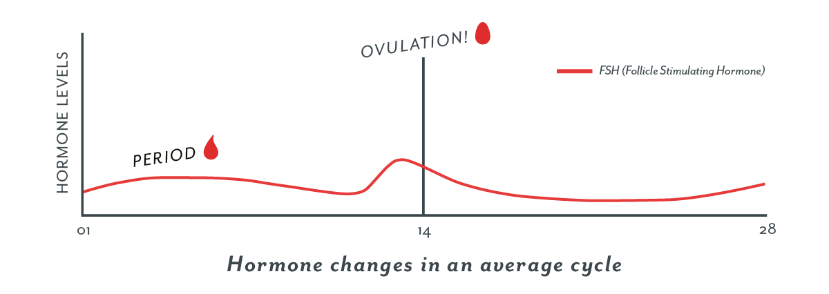 Ovulation Flow Chart