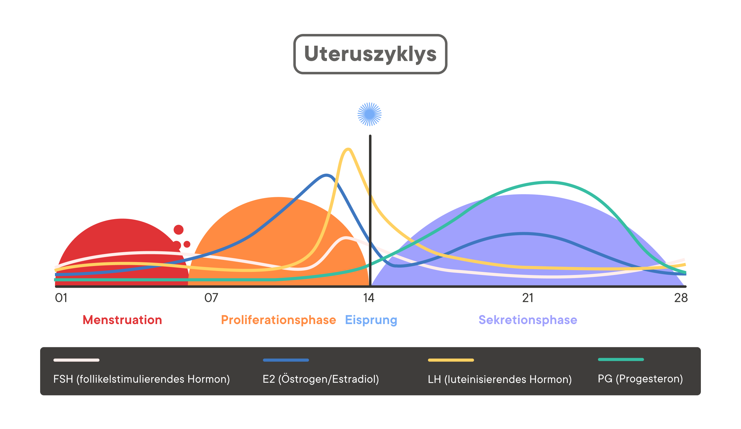 Menstruation Vs Zyklus F R Was Stehen Die Begriffe   DE Inside Art 2 