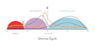 The Menstrual Cycle Phases Of Your Cycle The Menstrual Cycle Phases Of Your Cycle
