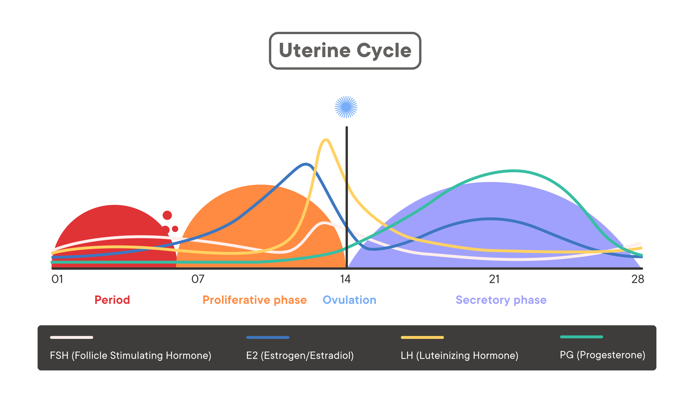 Luteal Phase of the Menstrual Cycle – Symptoms, Length, Pregnancy