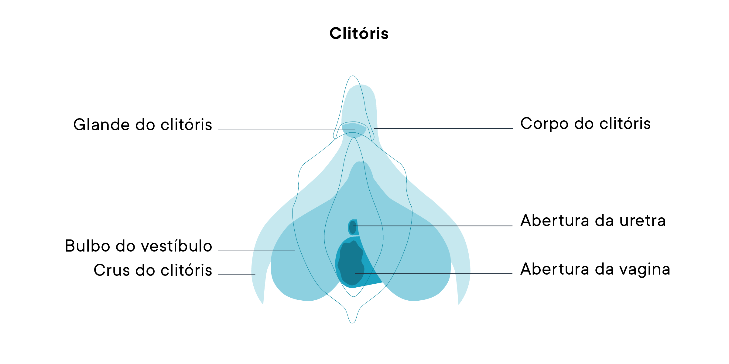 Um diagrama do clitóris
