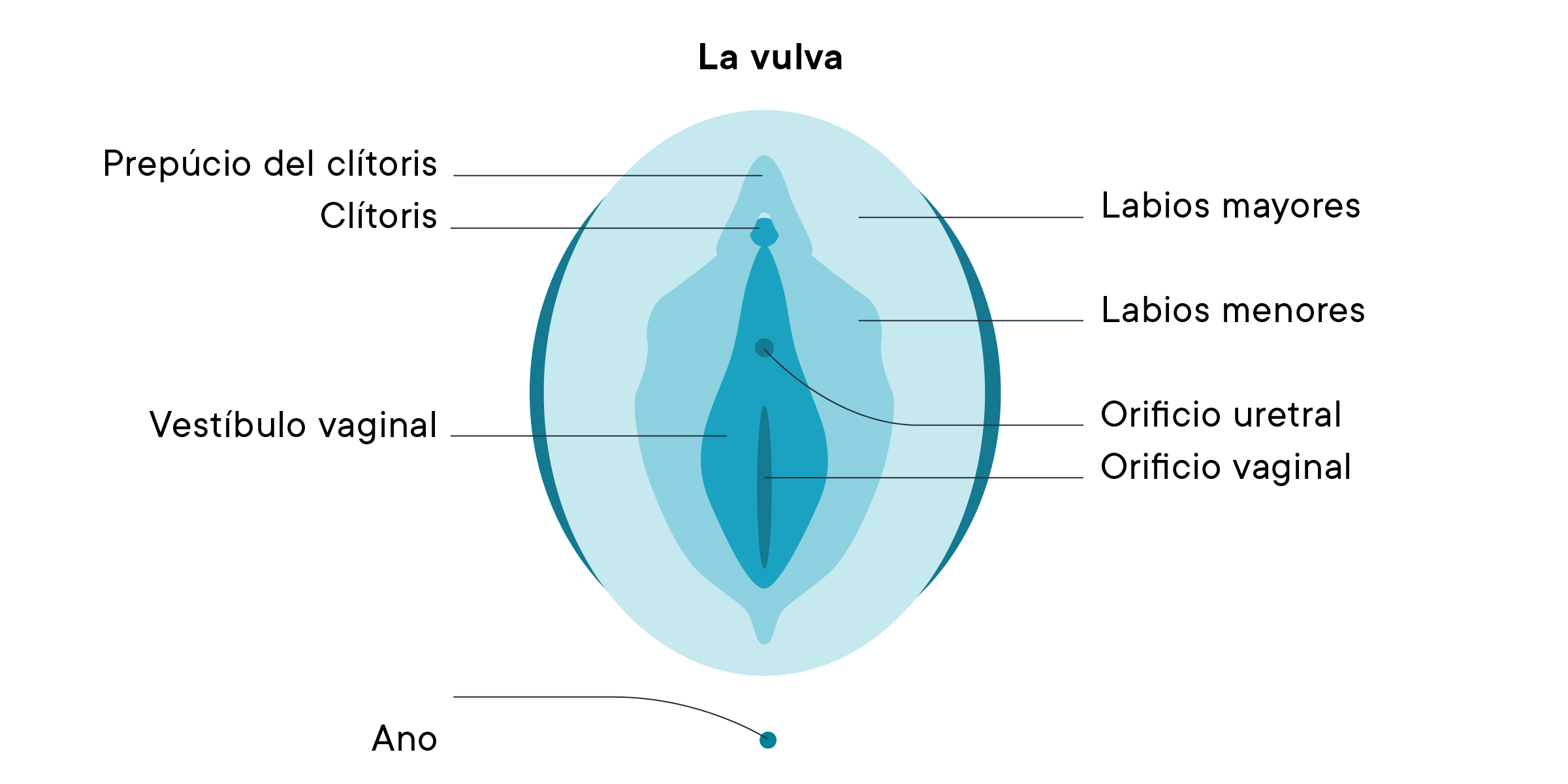 Diagrama de una vulva
