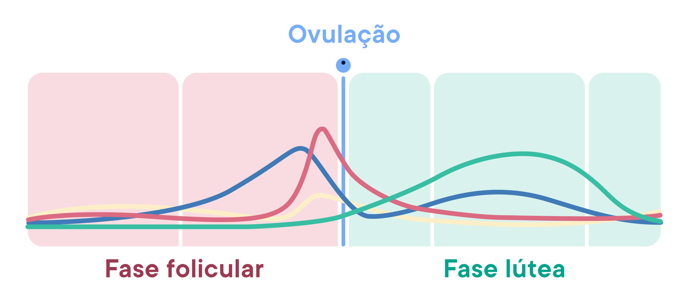 Cycle Phase Insights chart showing hormonal fluctuations across the follicular phase, ovulation, and luteal phase.