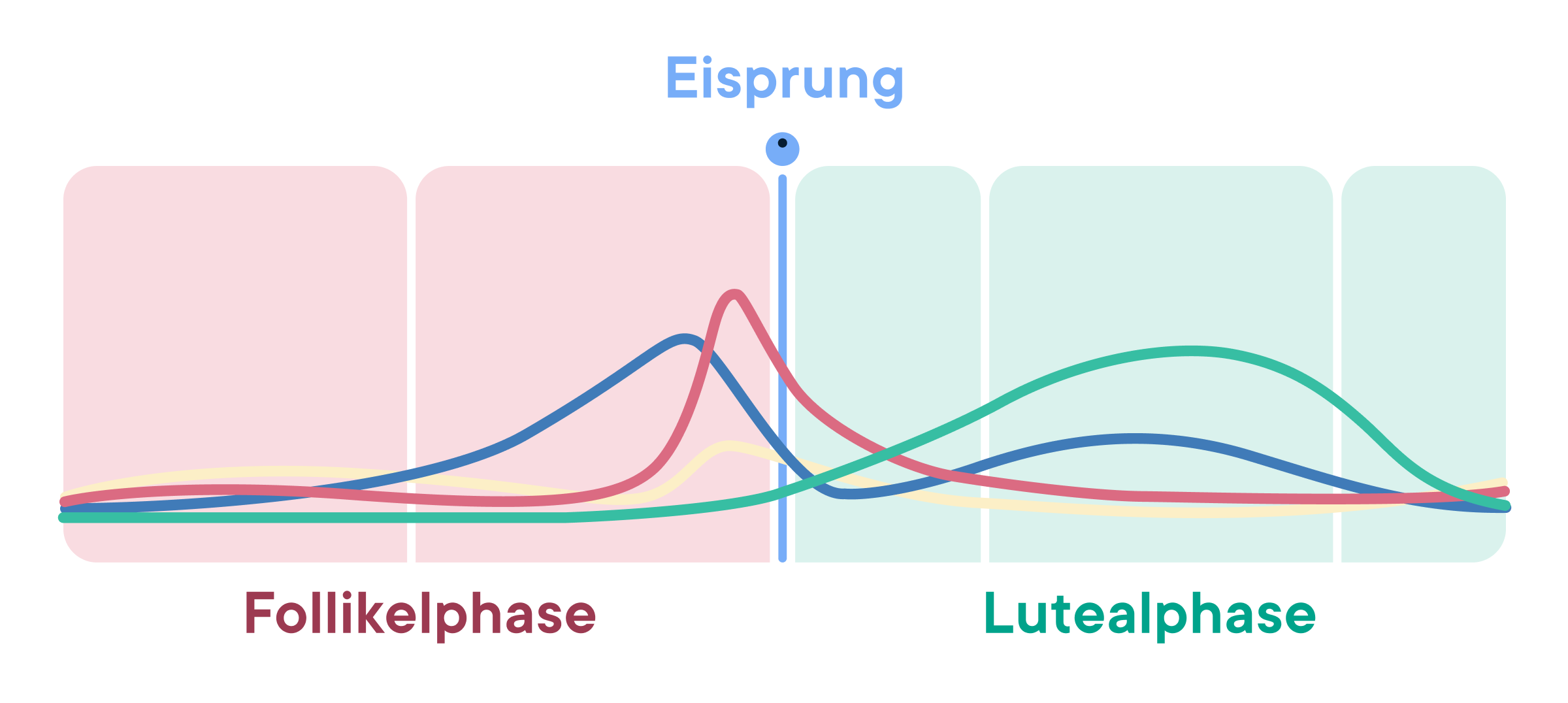 Cycle Phase Insights chart showing hormonal fluctuations across the follicular phase, ovulation, and luteal phase.