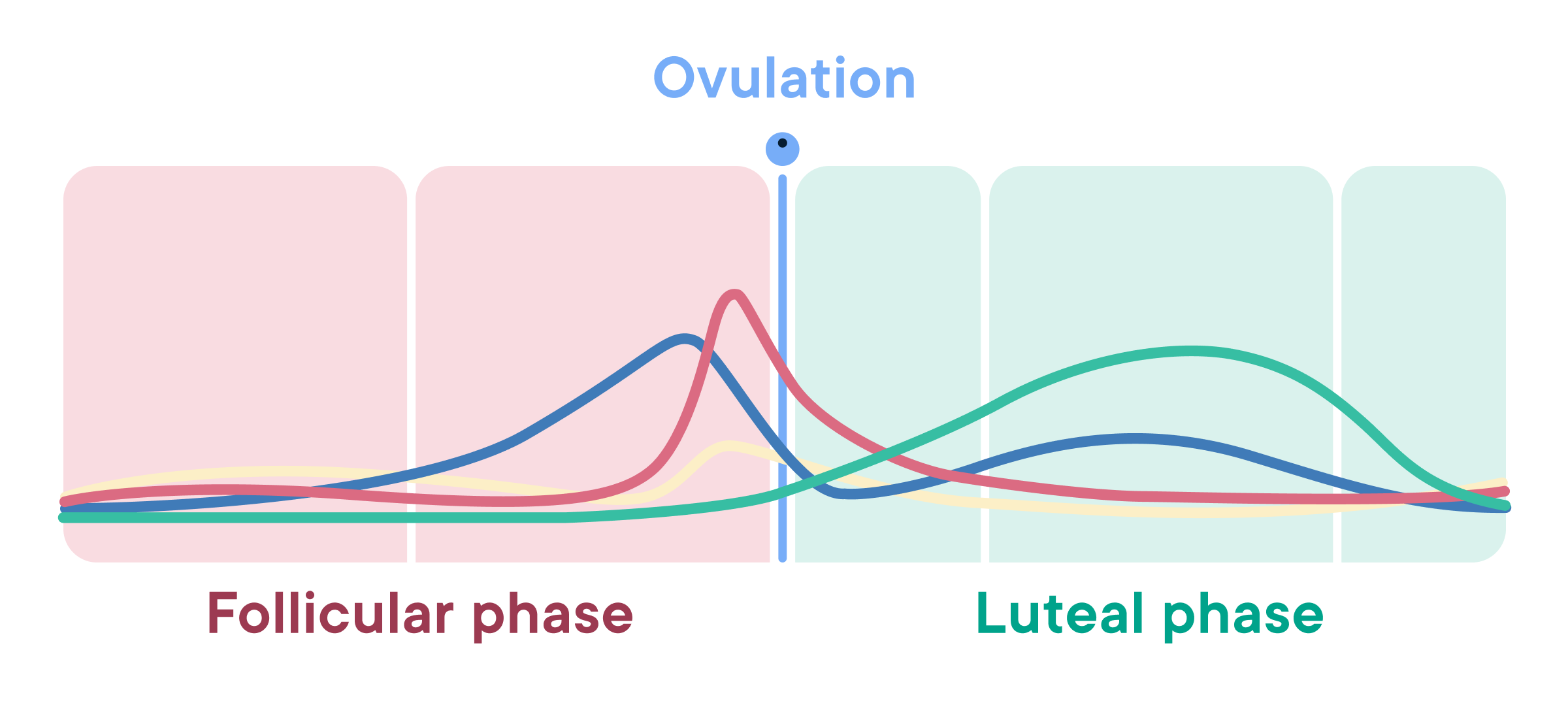 Cycle Phase Insights chart showing hormonal fluctuations across the follicular phase, ovulation, and luteal phase.