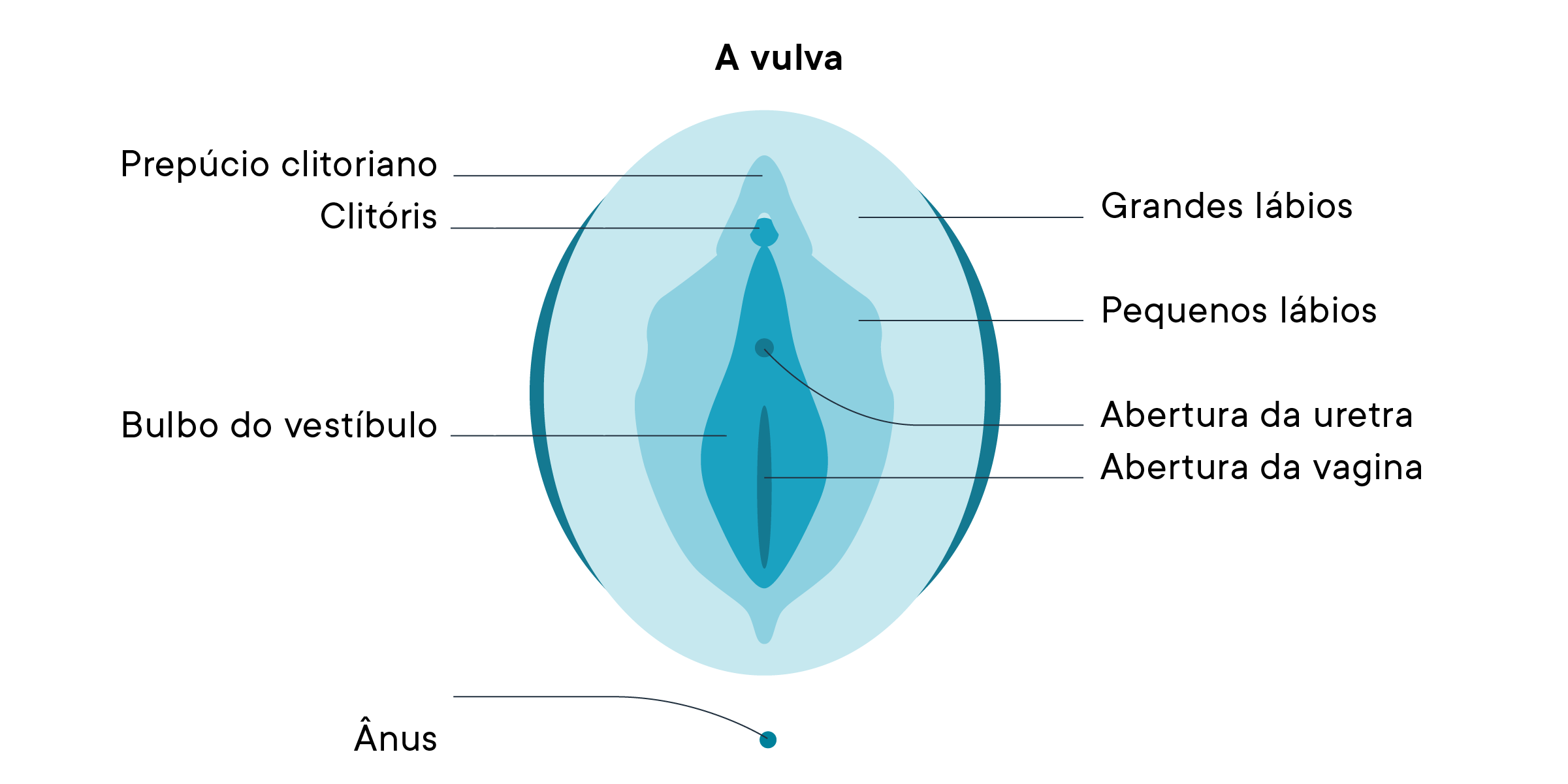 Diagrama de uma vulva