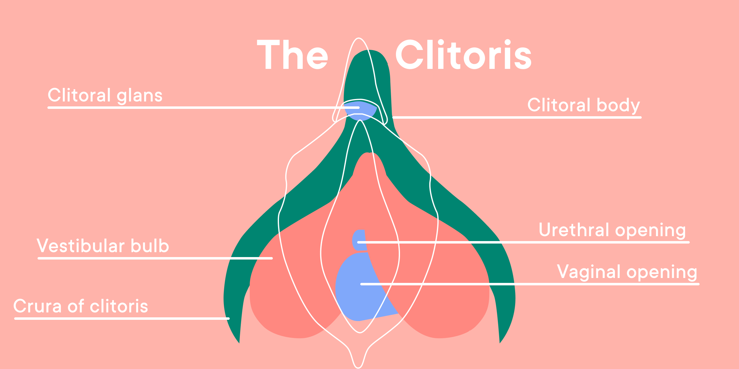 Diagram of the clitoris.
