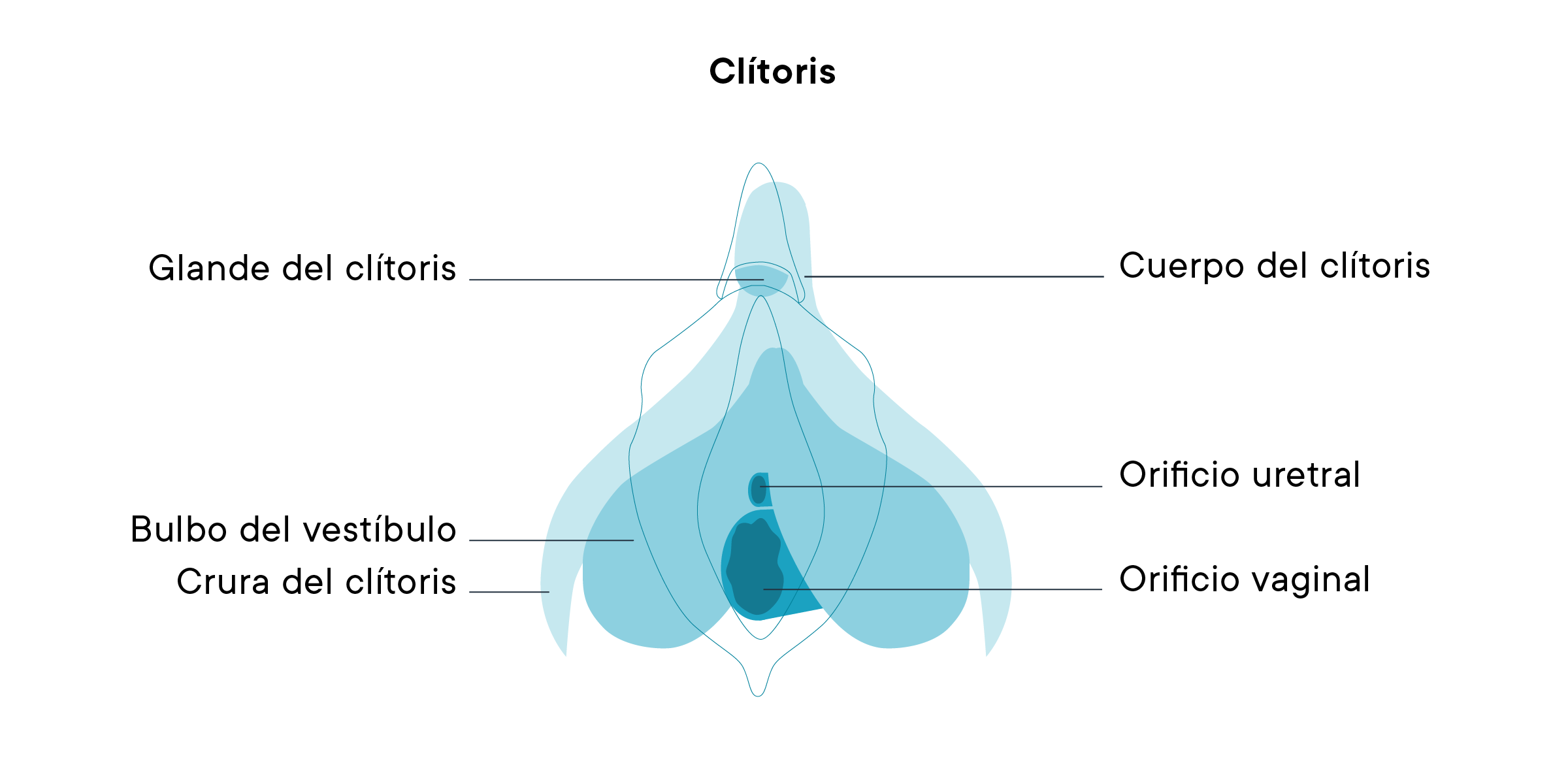 Un diagrama del clítoris.