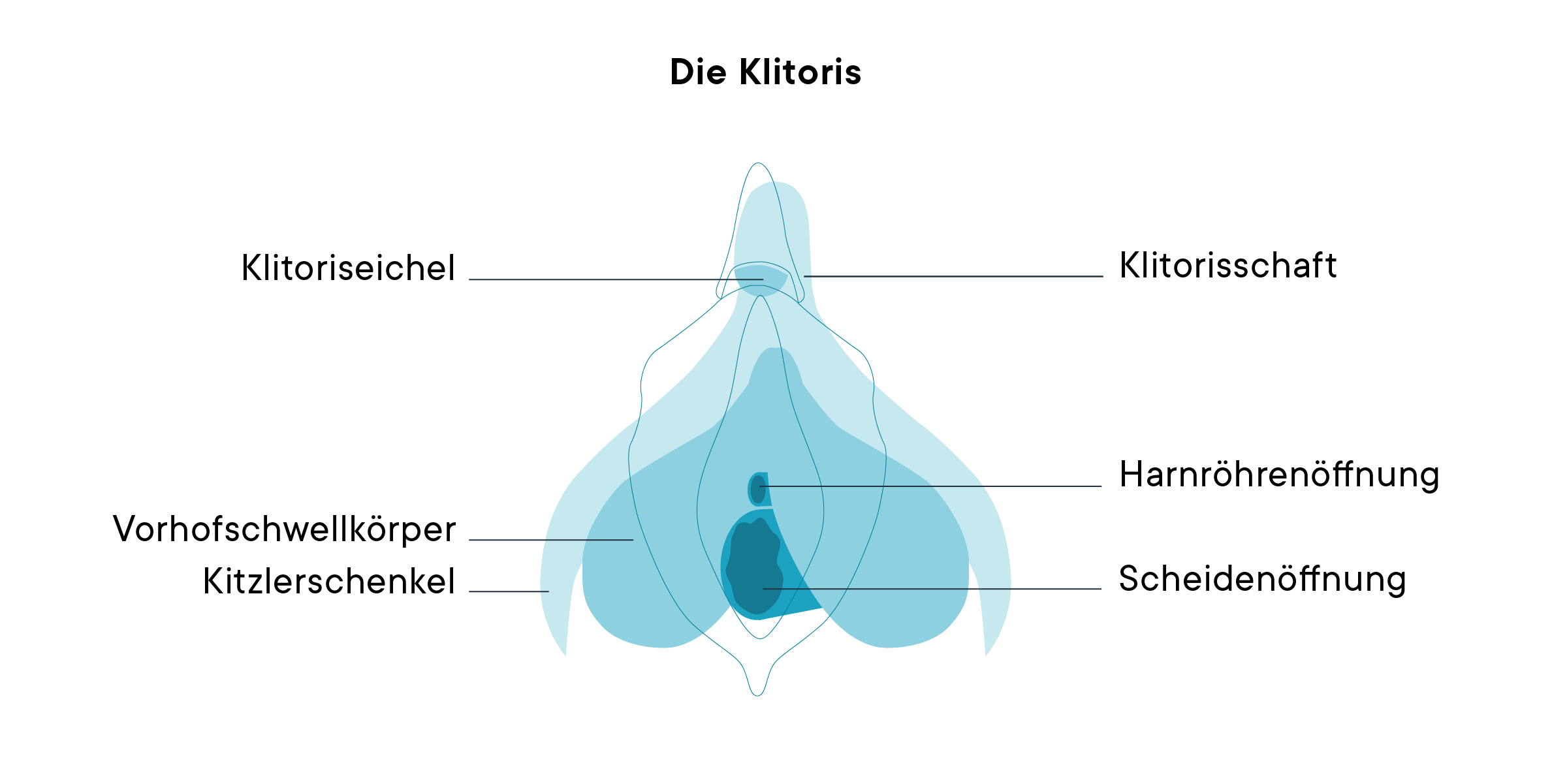 Ein Diagramm der Klitoris