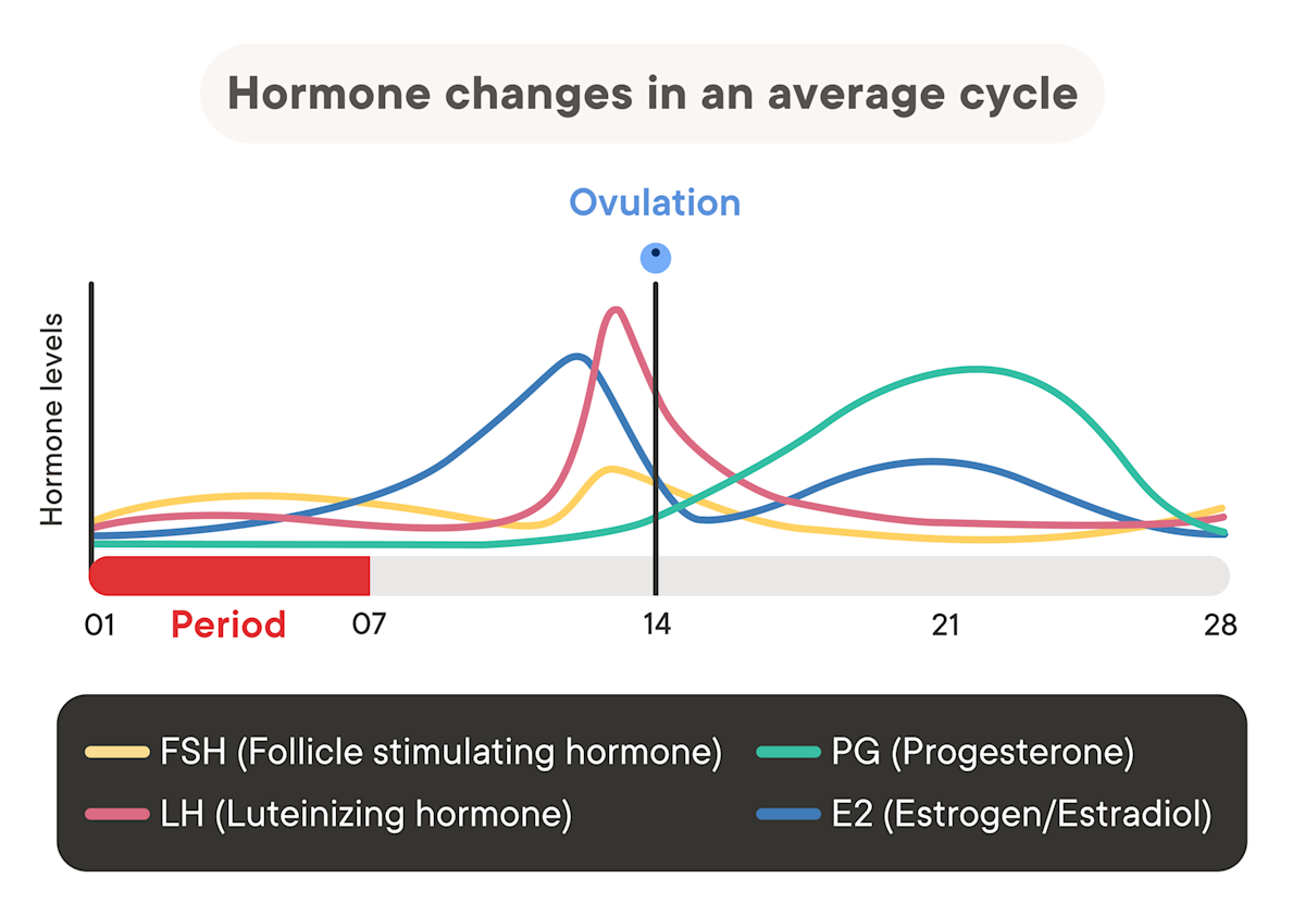 Graph Estradole Pattern Understanding Estrogen Levels During Your Menstrual Cycle